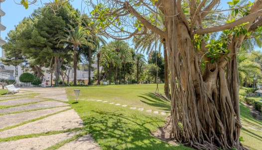 Rynek wtórny - Apartament - Alicante - Playa de la Albufereta