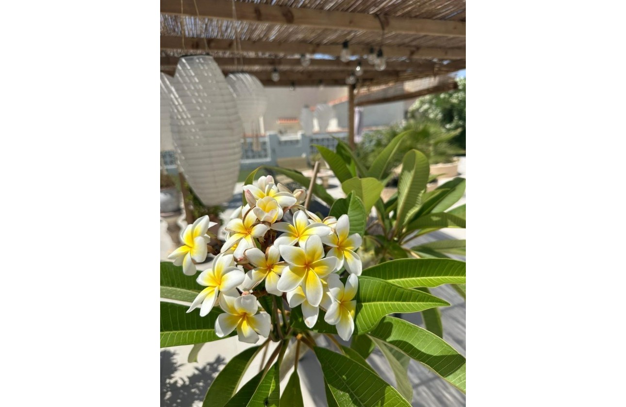 Brukte Boliger - Villa - Torrevieja - San Luis