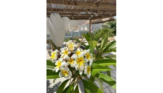 Brukte Boliger - Villa - Torrevieja - San Luis