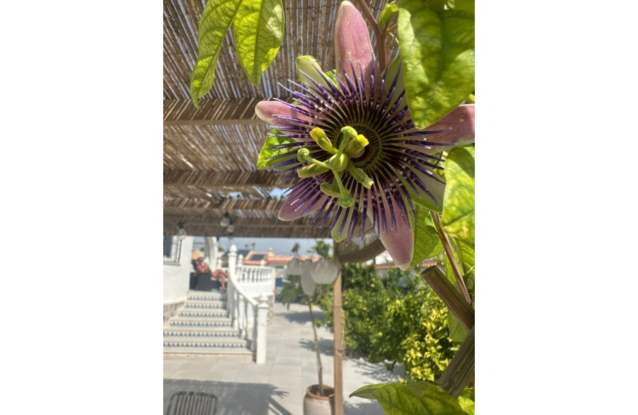 Brukte Boliger - Villa - Torrevieja - San Luis