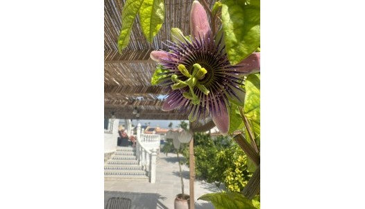 Brukte Boliger - Villa - Torrevieja - San Luis