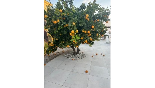 Brukte Boliger - Villa - Torrevieja - San Luis